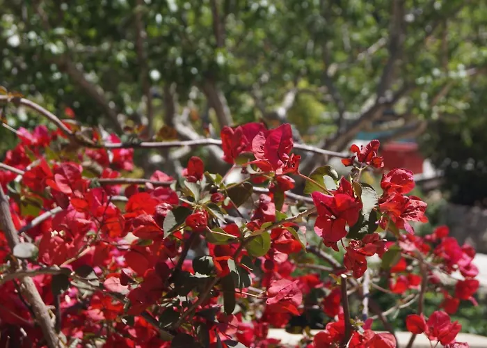 Pensionat Les Jardins De Santa Giulia - Charmante Dhte 2 Porto-Vecchio (Corsica)